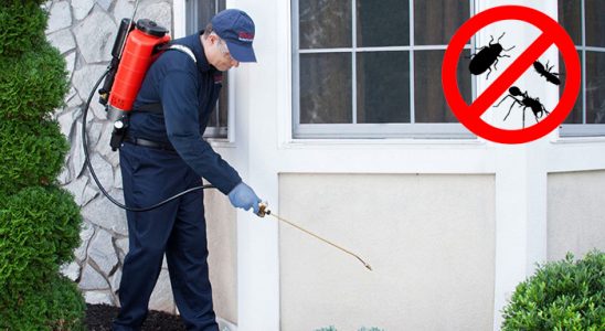 Kalkandere Kemirgen İlaçlama böcek ilaçlama ve haşere kontrolü — ilaclama-tr.com